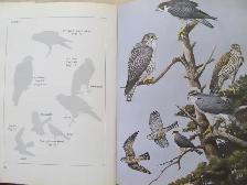 BIRDS OF NOVA SCOTIA by Robie W. Tufts - 1986 HC - Photo 7