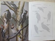 BIRDS OF NOVA SCOTIA by Robie W. Tufts - 1986 HC - Photo 8