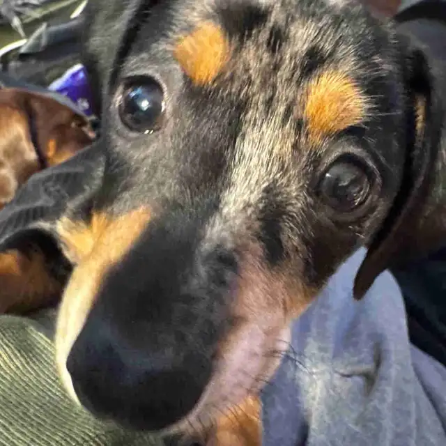 Silver dapper mini daschund puppy