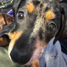 Silver dapper mini daschund puppy
