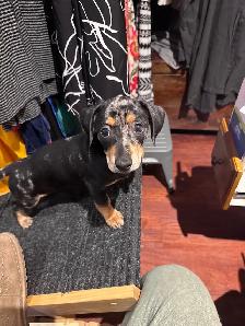 Silver dapper mini daschund puppy - Photo 2