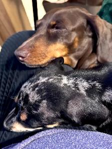 Silver dapper mini daschund puppy - Photo 3