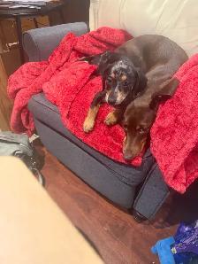 Silver dapper mini daschund puppy - Photo 4