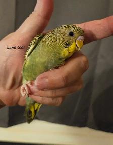 Budgie babies