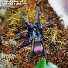 NEW  MYGALES  TARANTULA