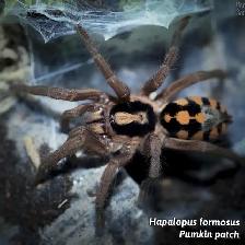 NEW  MYGALES  TARANTULA - Photo 3