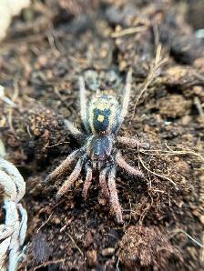 NEW  MYGALES  TARANTULA - Photo 5