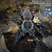 NEW  MYGALES  TARANTULA - Photo 6