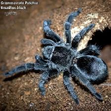 NEW  MYGALES  TARANTULA - Photo 7