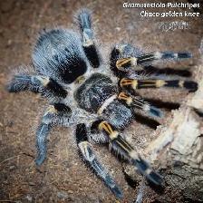 NEW  MYGALES  TARANTULA - Photo 8