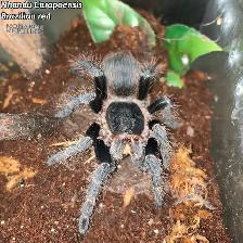 NEW  MYGALES  TARANTULA - Photo 9