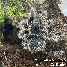 NEW  MYGALES  TARANTULA - Photo 10