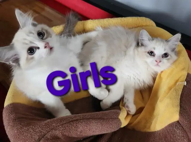 Beautiful Ragdoll Kittens