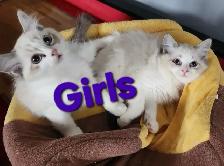 Beautiful Ragdoll Kittens