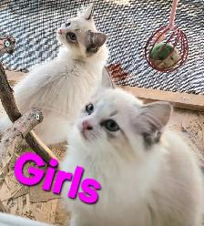 Beautiful Ragdoll Kittens - Photo 3
