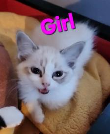 Beautiful Ragdoll Kittens - Photo 5