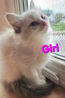 Beautiful Ragdoll Kittens - Photo 6