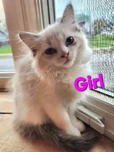 Beautiful Ragdoll Kittens - Photo 7