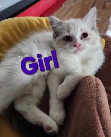 Beautiful Ragdoll Kittens - Photo 8