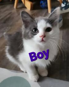 Beautiful Ragdoll Kittens - Photo 9