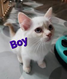 Beautiful Ragdoll Kittens - Photo 10