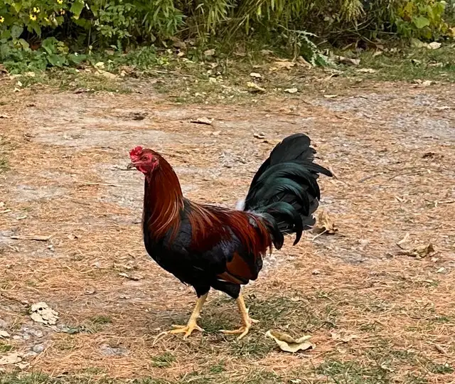 Old English Game Rooster