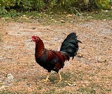 Old English Game Rooster