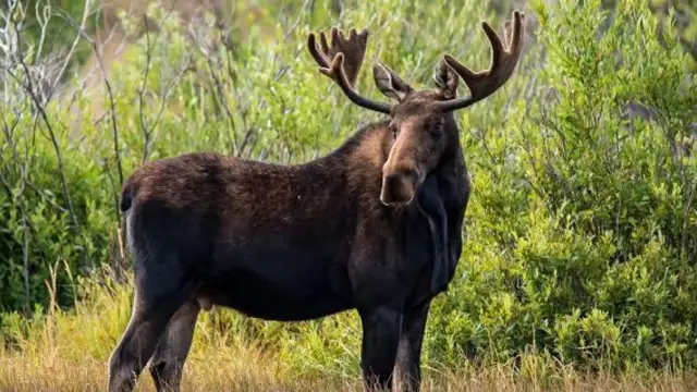 Chasse Orignal Gaspesie 2027
