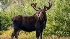 Chasse Orignal Gaspesie 2027
