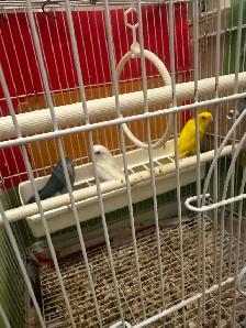 Hand-fed Baby Parrotlets For Sale. - Photo 2