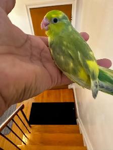 Hand-fed Baby Parrotlets For Sale. - Photo 3