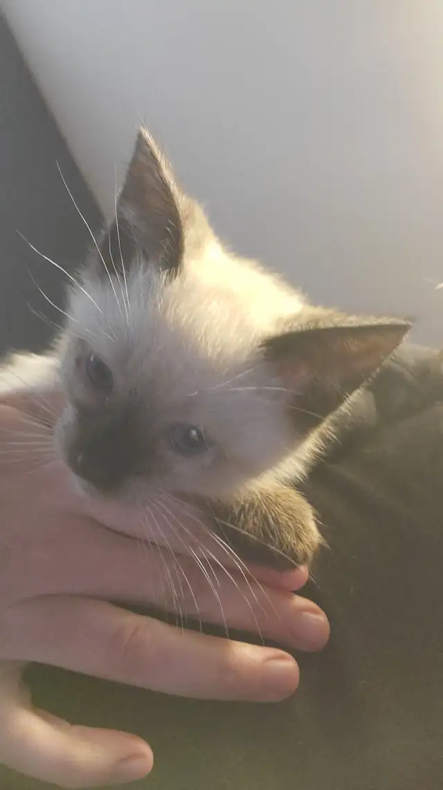 1 male siamese kitten