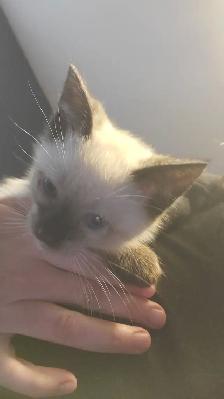 1 male siamese kitten