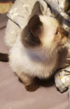 1 male siamese kitten - Photo 2