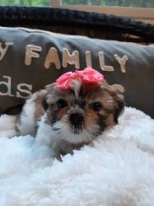 ❤️100% PUREBRED SHIH TZU GIRL