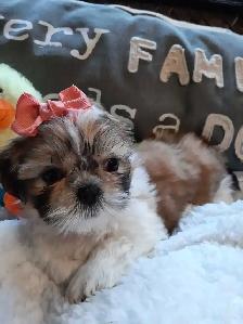 ❤️100% PUREBRED SHIH TZU GIRL - Photo 2