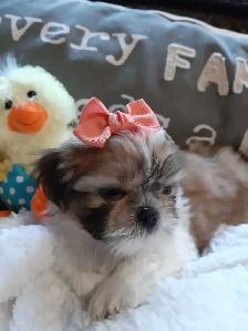 ❤️100% PUREBRED SHIH TZU GIRL - Photo 3