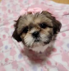 ❤️100% PUREBRED SHIH TZU GIRL - Photo 4