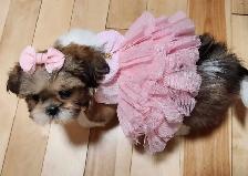 ❤️100% PUREBRED SHIH TZU GIRL - Photo 5