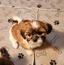 ❤️100% PUREBRED SHIH TZU GIRL - Photo 6