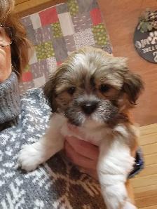 ❤️100% PUREBRED SHIH TZU GIRL - Photo 7