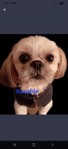 ❤️100% PUREBRED SHIH TZU GIRL - Photo 8