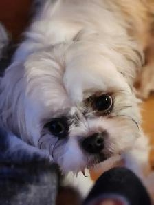 ❤️100% PUREBRED SHIH TZU GIRL - Photo 9