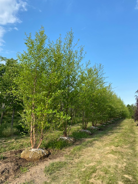 Nursery Workers Needed