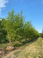 Nursery Workers Needed