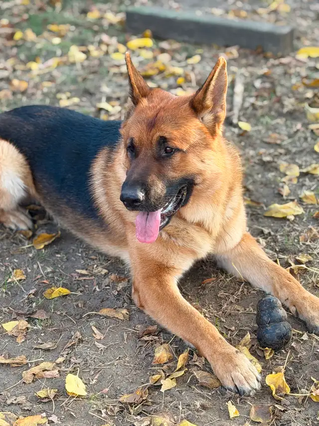 Dog caring provider job