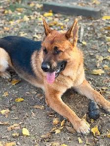 Dog caring provider job