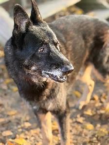 Dog caring provider job - Photo 2
