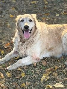 Dog caring provider job - Photo 3