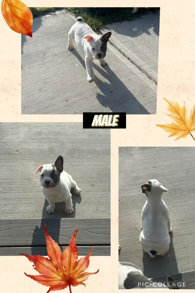 Bantam Bulldog Puppies